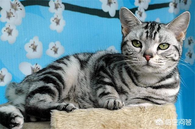 好养活的宠物猫排名:猫咪是不是真的比狗狗好养？ 十大宠物猫排名