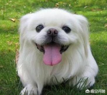 狗狗大型犬有哪些:有没有吃的比较少的中大型犬？