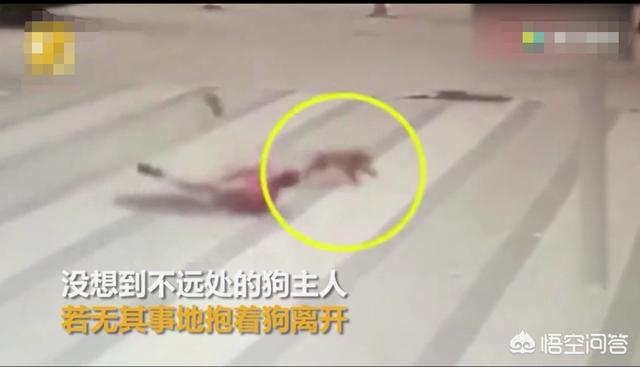 2019年狗咬人事件最新:河南鹤壁一儿童被狗活活咬死，涉案犬主人被刑拘，你怎么看？