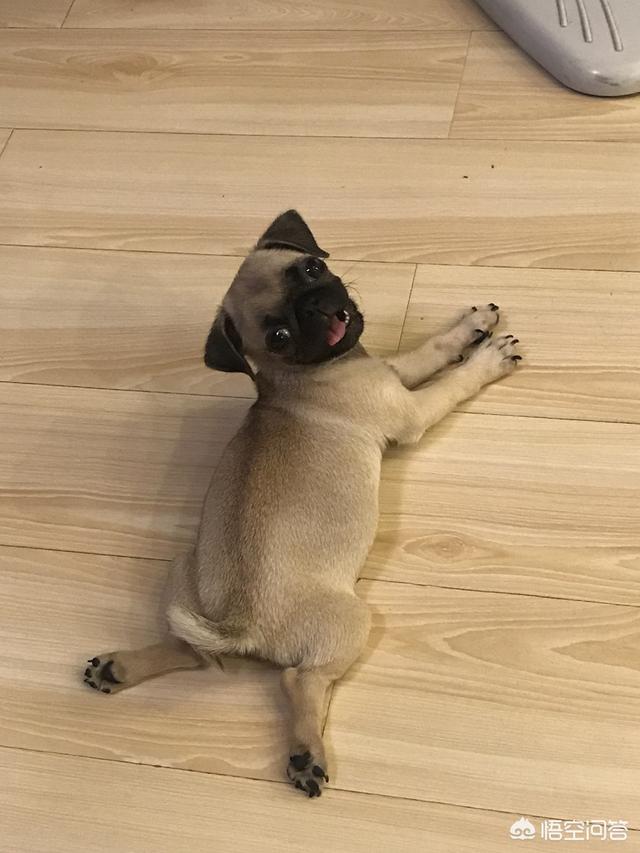 淮南市巴哥犬论坛:有哪些饲养八哥犬的建议？