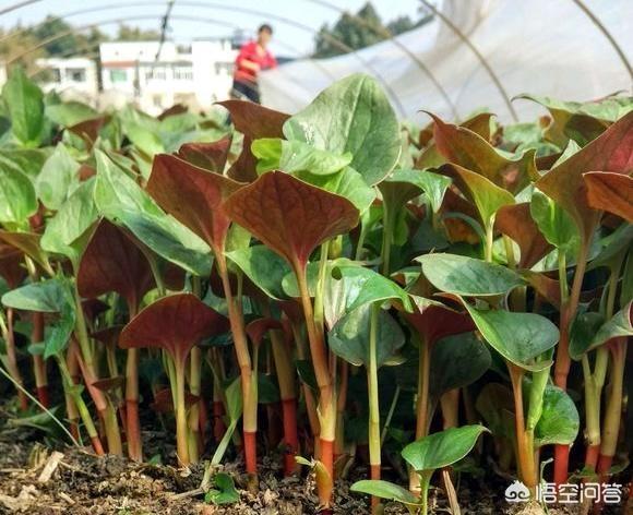 折耳鱼磁力:现在市面上有多少人喜欢吃折耳根（鱼熏草）？