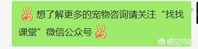 黑色可卡吃什么狗粮好:想让我家狗狗的毛色黑亮一点，吃什么可以改善吗？