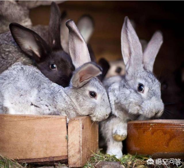 怎样养好兔子呢？
