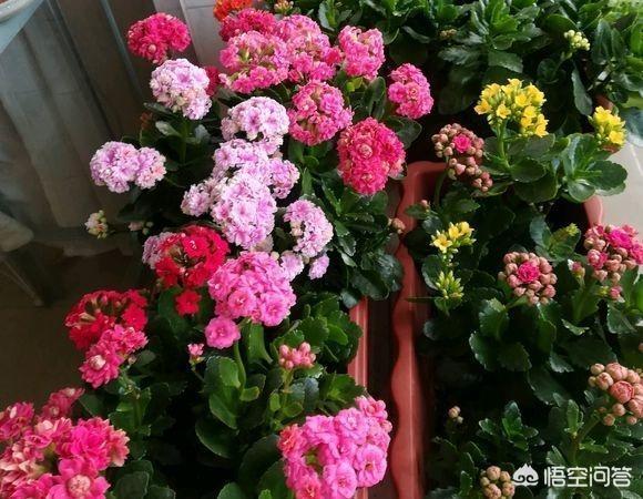 长寿花的繁殖方法大全:长寿花需不需要每年重新扦插？