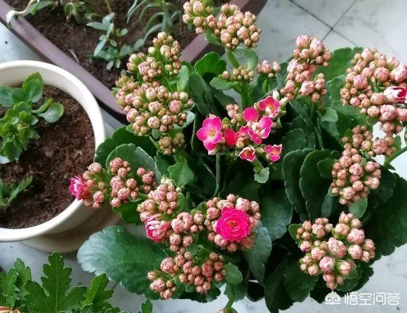 长寿花的繁殖方法大全:长寿花需不需要每年重新扦插？