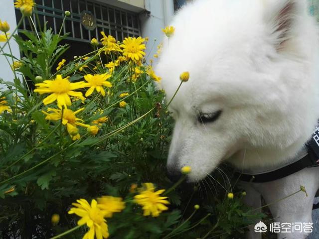 萨摩耶犬图片:金毛、萨摩耶、哈士奇、柴犬，我该养哪个？