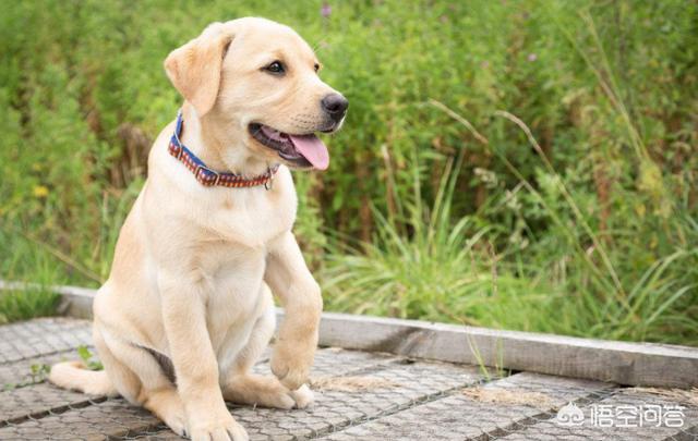 三个月的英牛犬有多重:6个月的拉布拉多体重多少算正常？有没有什么喂养方法更健康？