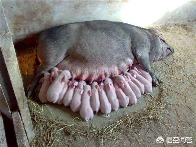 母猪生产推迟多久正常，母猪分娩多长时间才是正常