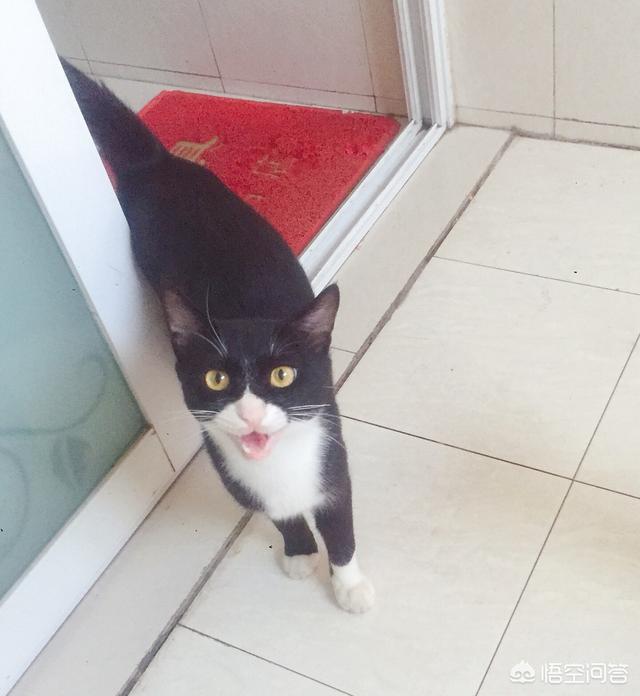 猫咪睡觉时为什么把身体卷成团:为什么有些猫咪睡觉时要把身体团成一个球？