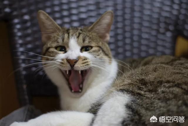 meet自动猫砂盆:猫砂对猫多重要？为什么身边有些养猫人的猫会自己去猫沙盆？