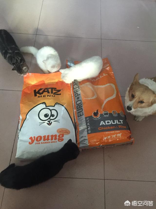 牛油果狗粮喂食标准:柯基犬多大可以直接吃干狗粮，怎么从泡的狗粮换到干粮？