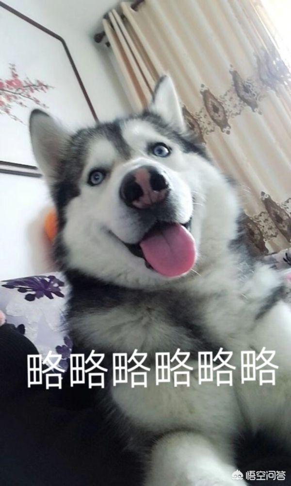 不爽狗:喜欢狗狗的人是什么样的性格？