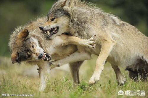 黑狼犬和杜高犬打架视频:一只成年藏獒能打得过成年的北美灰狼吗？