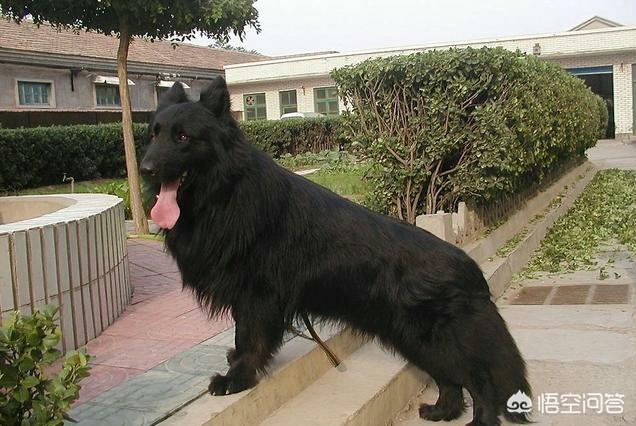 昆明狼犬凶猛吗:昆明犬有什么“可怕”的地方，不值得人们饲养？