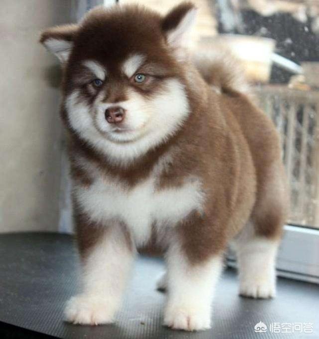 头条问答 - 4个月阿拉斯加每天需要喂食多少狗粮?(6个回答)