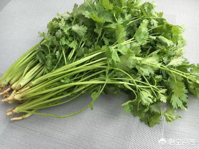 頭條問答 - 常吃香菜有什麼好處?(我愛壁紙表情包的回答,0贊)