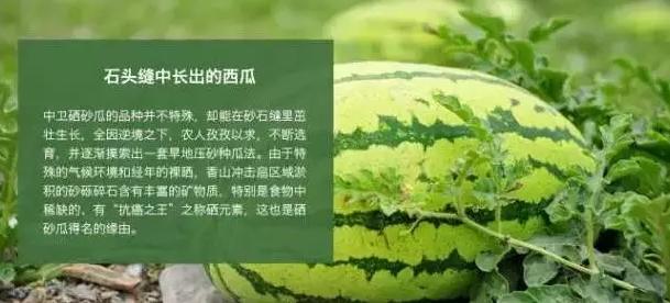 石头瓜，石头瓜是什么瓜如何种植石头瓜？