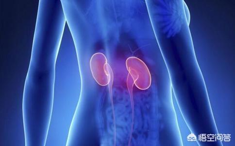 哪些食物和水果可以养肾呢？有何依据？