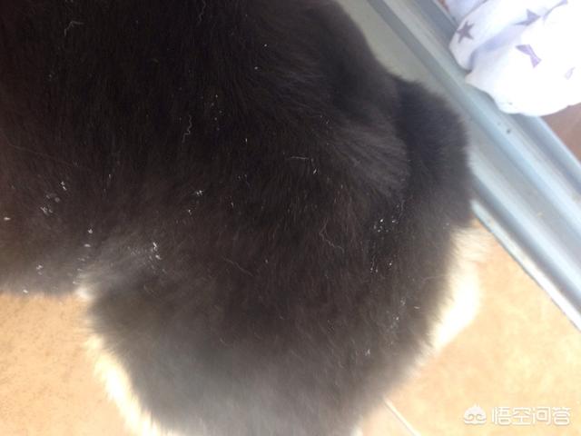 宠物狗皮肤病痒:狗狗身上瘙痒掉毛厉害怎么办？