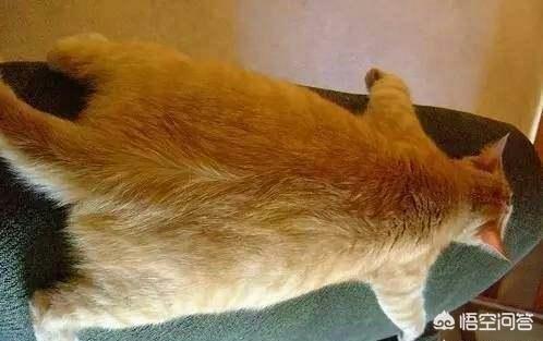 橘猫 花狸猫:橘猫和黄狸猫有什么区别呢？ 橘猫和花狸猫有什么区别