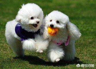 贵宾犬图片:饲养贵宾犬，有什么需要注意的吗？