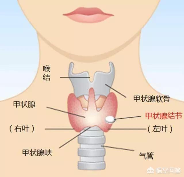 30岁被确诊为<a href=https://maguai.com/marketing/6122.html target=_blank class=infotextkey><a href=https://maguai.com/marketing/6122.html target=_blank class=infotextkey>甲状腺</a></a>癌并有淋巴结转移，以后的人生选择会怎样(<a href=https://maguai.com/marketing/6122.html target=_blank class=infotextkey><a href=https://maguai.com/marketing/6122.html target=_blank class=infotextkey>甲状腺</a></a>癌半切后淋巴转移)