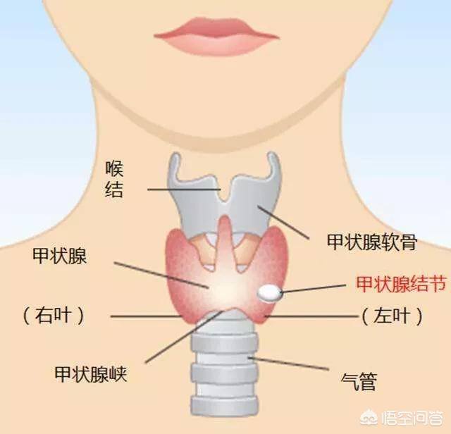 喉结旁边淋巴位置图图片