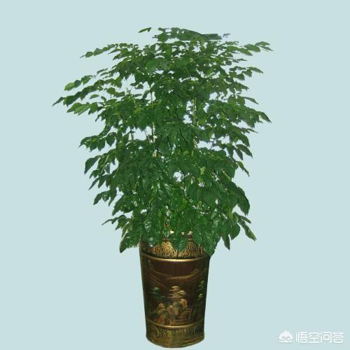 绿宝树 蚜虫:种植绿宝树需要注意什么？