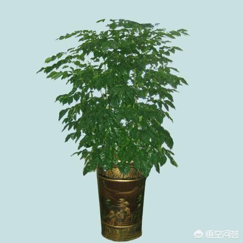 绿宝树 蚜虫:种植绿宝树需要注意什么？