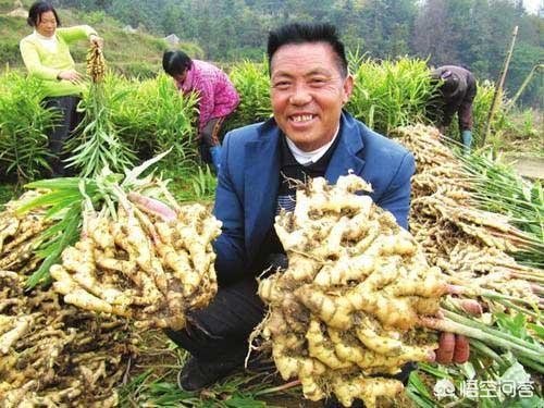 明年种生姜还挣钱吗？