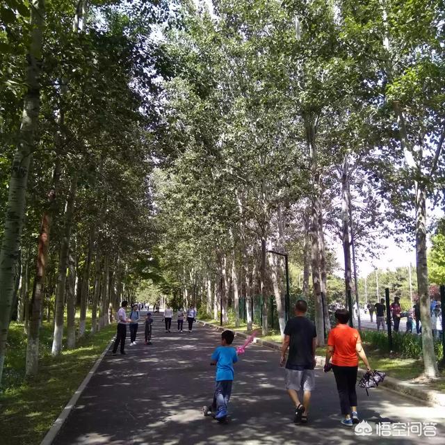 通州大运河森林公园开门吗:北京最值得六岁小朋友去的公园，有哪些好的推荐吗？