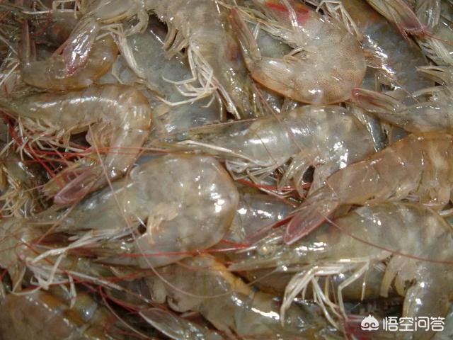 河虾与海虾哪个营养价值高，宝宝多大能吃海虾？宝宝日常饮食搭配需要注意些什么？