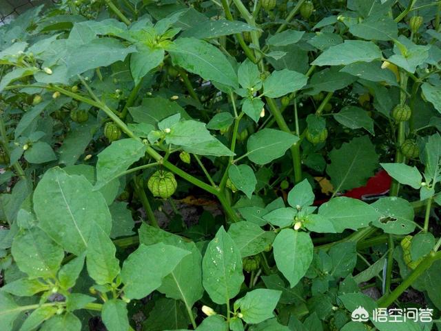 灯笼草有哪些药用价值？如何种值能挣钱？