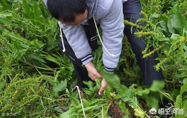 瓜皮猫花色叫法:农村田野边常见的“土大黄”有什么用途？