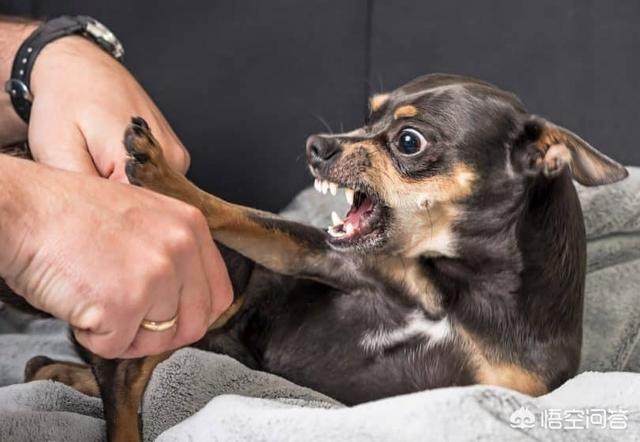 人传染上狂犬病会学狗叫吗:被自己养的小狗牙齿刮破皮了用不用打针？