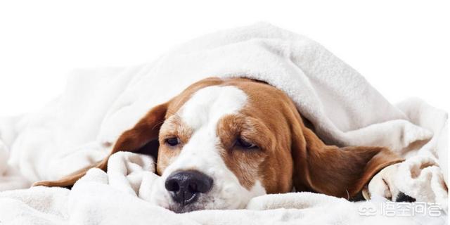 犬瘟热中期是个什么症状:狗狗犬瘟初期到中期是多久？ 犬瘟热中晚期有什么症状