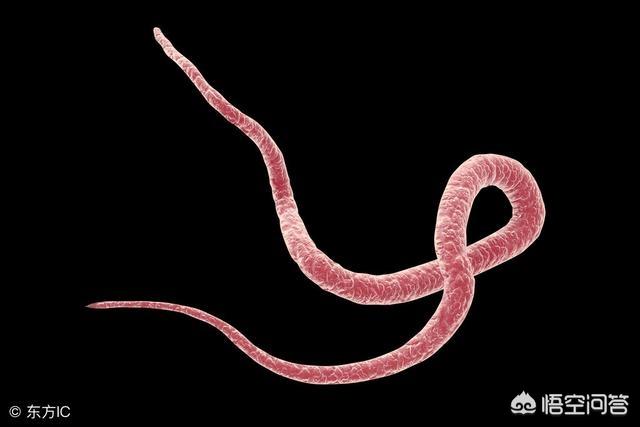 头条问答 - 根瘤菌与根结线虫病同一种物质吗?该怎么办?(2个回答)