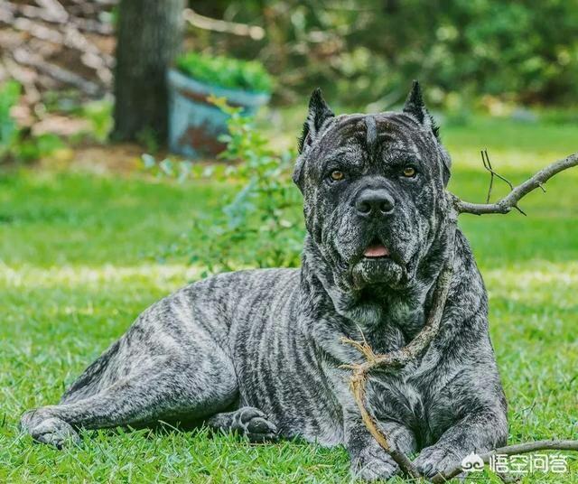 美国斗牛犬与藏獒:全球有哪些狗打得过藏獒？为什么？