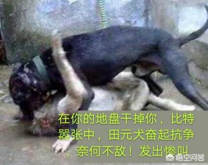 土狗大战杜高犬视频:加纳利和杜高犬相比，谁的战斗力更强一些？为什么？