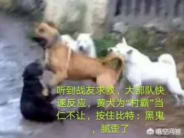 萌宠狗狗图片大全:你觉得哪些狗比较会打群架？