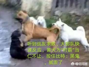 土狗大战杜高犬视频:加纳利和杜高犬相比，谁的战斗力更强一些？为什么？