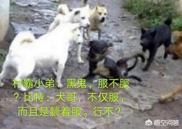 萌宠狗狗图片大全:你觉得哪些狗比较会打群架？