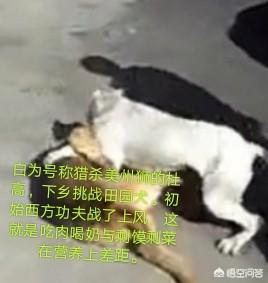 土狗大战杜高犬视频:加纳利和杜高犬相比，谁的战斗力更强一些？为什么？