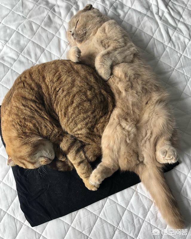 深圳猫领养:养只猫大概要花费多少钱呢？
