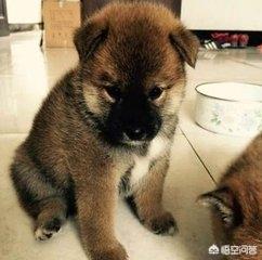 日本柴犬胡麻色:柴犬与中华田园犬有什么区别？