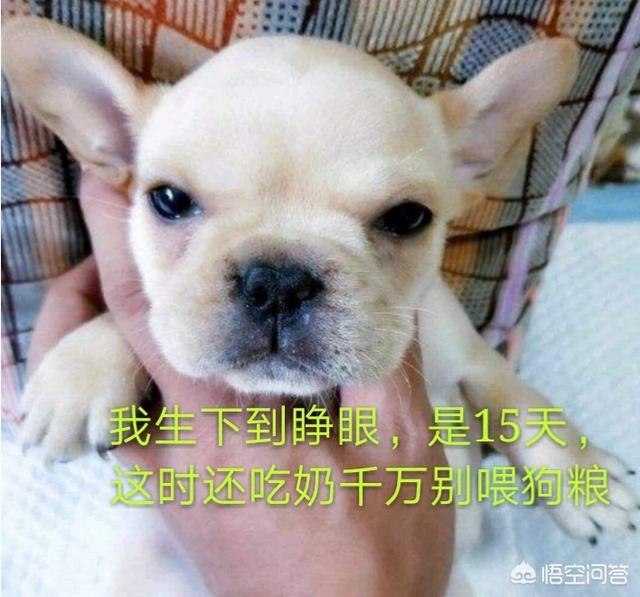 狗粮 幼犬:幼犬狗粮多少钱一袋 狗狗多大吃狗粮才不用泡水？