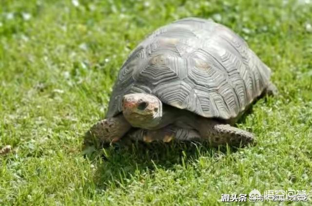 出一上联:二猿断木深山中,小猴子也敢对锯(句)？下联怎么对呢？