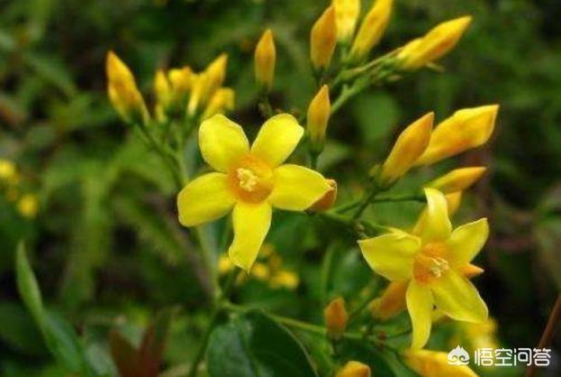 头条问答 钩吻有哪些药用价值呢 4个回答