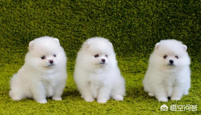 英系博美会不会有味道:博美犬应该如何饲养？需要注意什么？ 英系博美是尖嘴吗