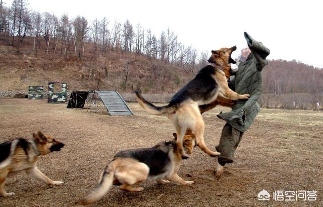 珍岛狗一号警戒令:《红色警戒》里的军犬一口能咬死一个人，有夸张吗？